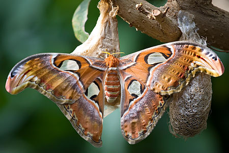 Attacus atlas