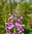 Sumpf-Ziest - Stachys palustris