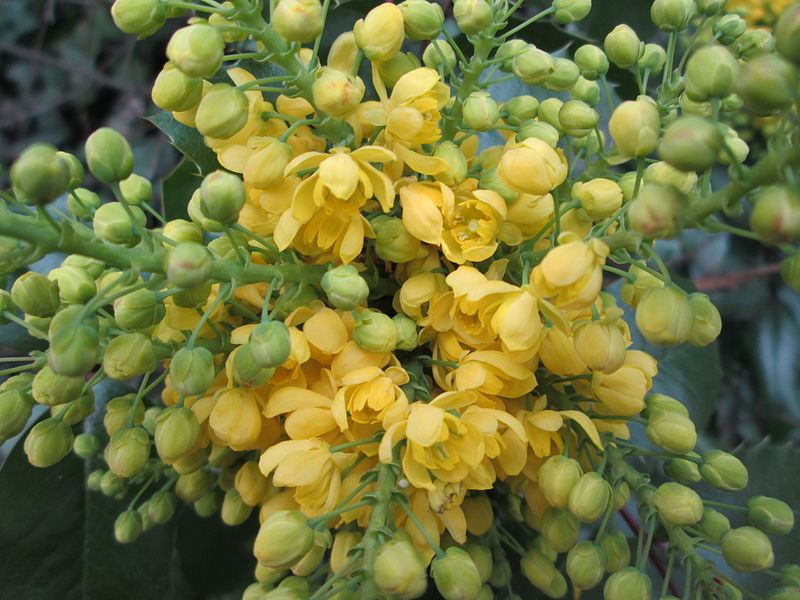 File:20140315Mahonia aquifolium1.jpg