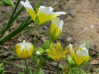 Limnanthes douglasii