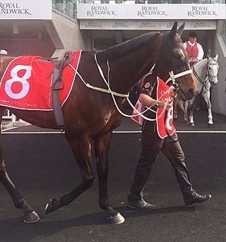 <span class="mw-page-title-main">Winx (horse)</span> Australian-bred Thoroughbred racehorse