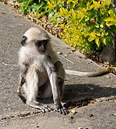 20191208 Semnopithecus entellus, Udaipur 1211 7544 DxO