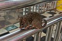 20191212 Szczury w Świątyni Karni Maty w Deśnok 1038 8111 DxO.jpg
