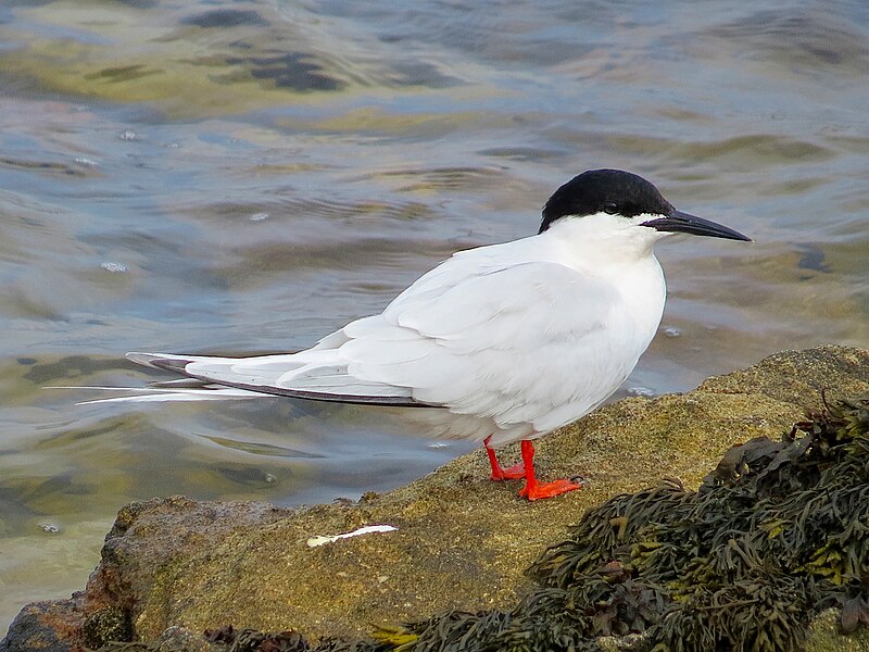 File:2021-07-10 Sterna dougallii, St Marys Island, Northumberland 17.jpg