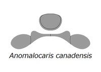 20210516 Radiodonta head sclerites Anomalocaris canadensis.png