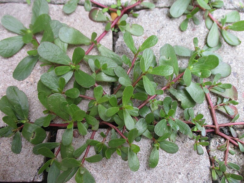 File:20230804Portulaca oleracea1.jpg