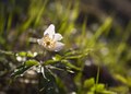 Anemonoides nemorosa in Flemingsbergsskogens naturreservat, Sweden