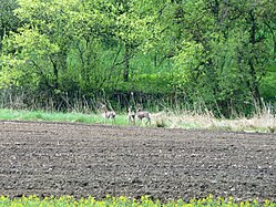 (LSG:BW-4.26.022)_Bussen, Rehe