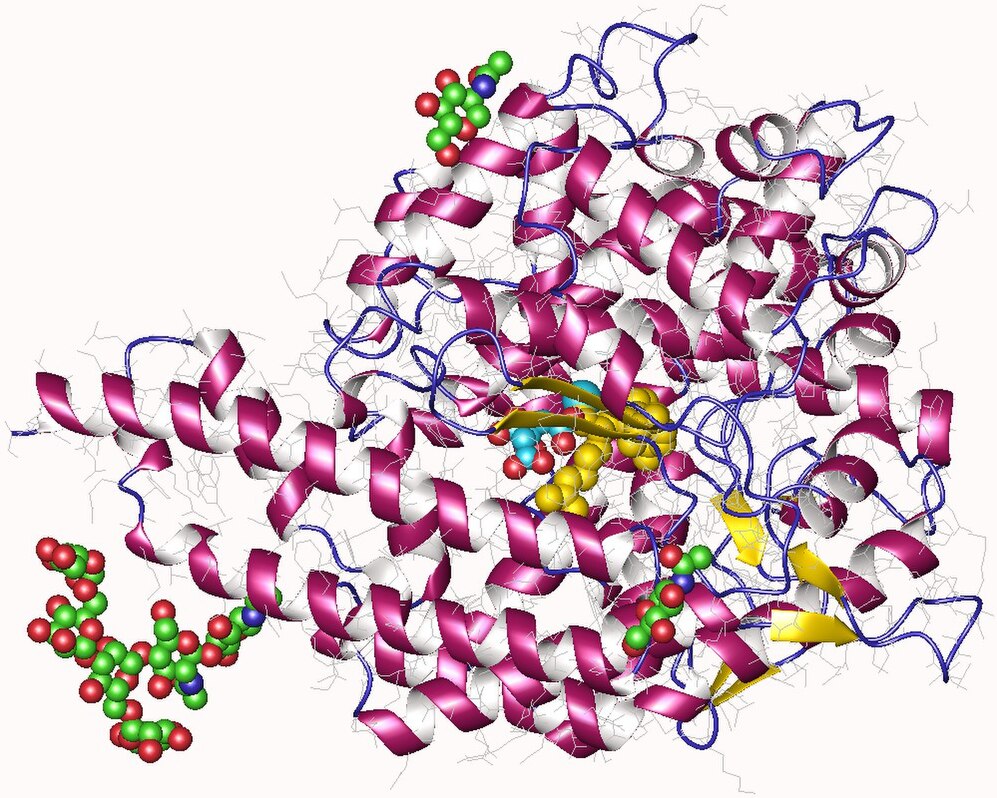 Angiotensin-converting Enzyme-avatar