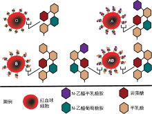 ABO blood group diagram zh.svg