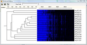 AFLP phylogeny analysis using a dendrogram AFLP Clustering Analysis.jpg