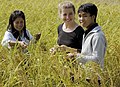 AYAD Mary Finlay-Doney with Ms Pheophanh Soysouvanh and Mr Soulia Xayaputha working on a project to develop a specimen based pest list for export crops in Lao PDR, 2007. Photo- Bart Verweij-AusAID (10676360084).jpg