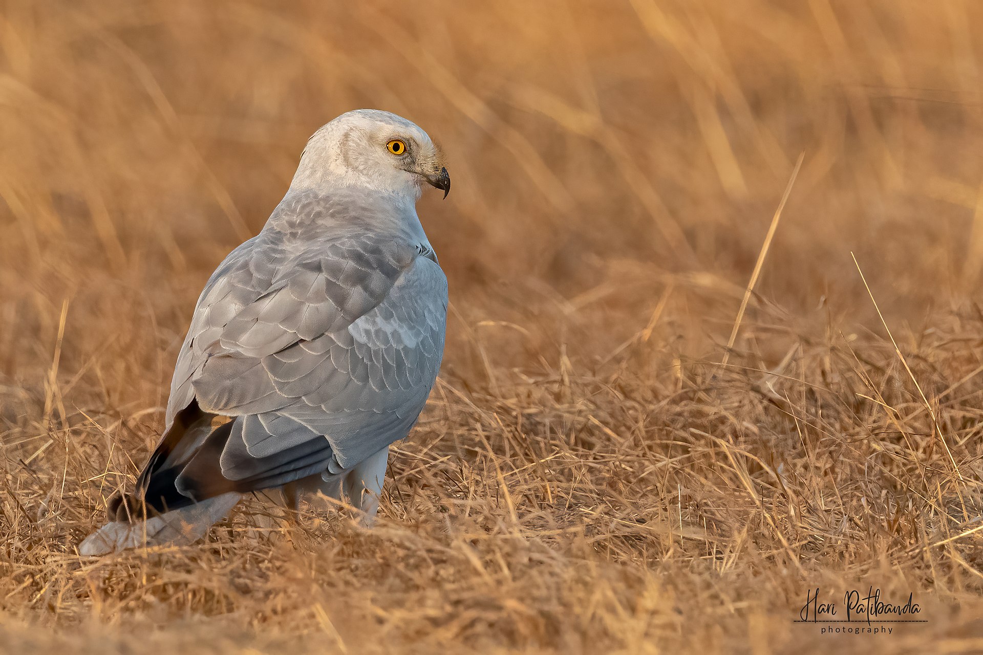 Pallid Harrier (Circus macrourus)