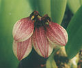 A and B Larsen orchids - Bulbophyllum lepidum 783-6z.jpg