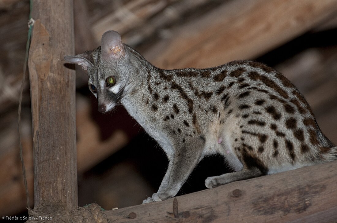 Kleinfleck-Ginsterkatze