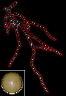 <i>Eremothecium gossypii</i> filamentous fungus or mold closely related to yeast