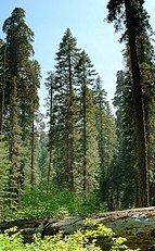 Trees in mixed forest with Sequoiadendron giganteum, Kings Canyon National Park