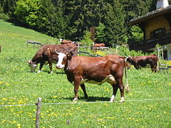 Abundancia de vacas 2.jpg
