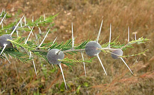 Acacia drepanolobium-- Whistling Thorn (25396927222)