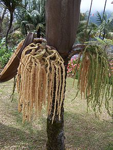 Acanthophoenix rubra fleurs 01.jpg