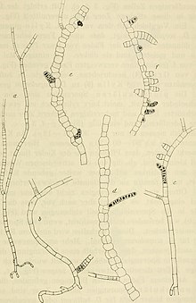 Acta Soc. Fauna et Flora Fennica (1910-1911) (16770858141) .jpg