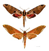 Adhemarius gannascus mounted specimen, male