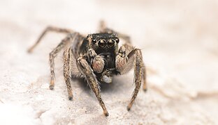 Adult male Habronattus borealis.jpg