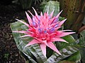 Vignette pour Aechmea fasciata