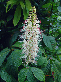 Aesculus-parviflora.jpg