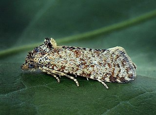 <i>Aethes margarotana</i> Species of moth