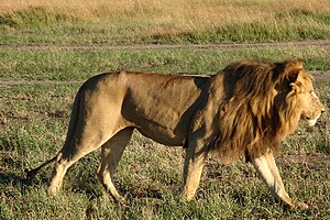 African Lion 3.jpg