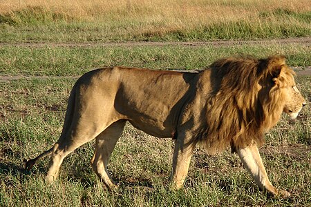 Tập_tin:African_Lion_3.jpg