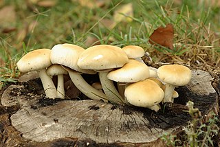 <i>Cyclocybe aegerita</i> Species of fungus