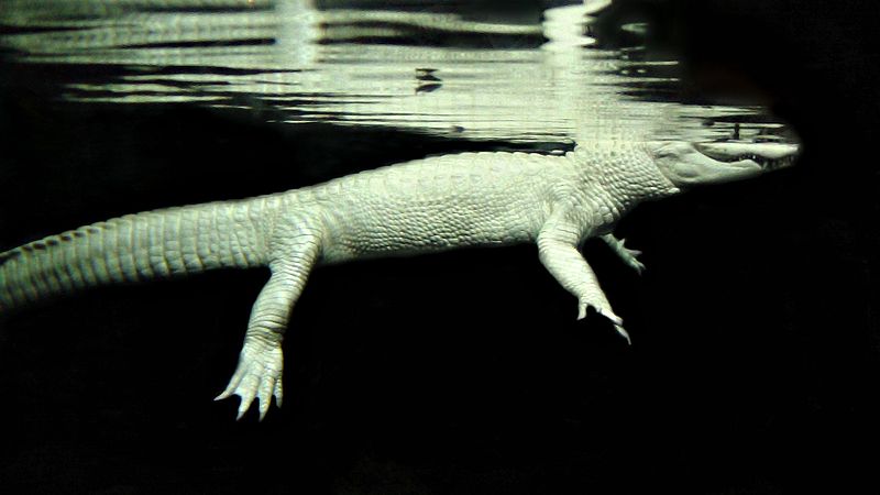 File:Albino Alligator in Water.jpg