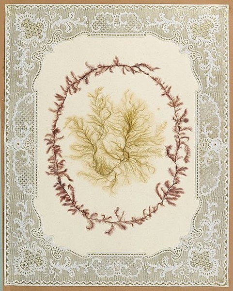 File:Album of seaweed pictures 1848 3.jpg