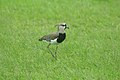 Vanellus chilensis cayennensis, a Manizales, Colombia.