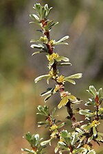 Smámynd fyrir Alchemilla argyrophylla