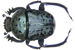 <i>Allogymnopleurus</i> Genus of beetles