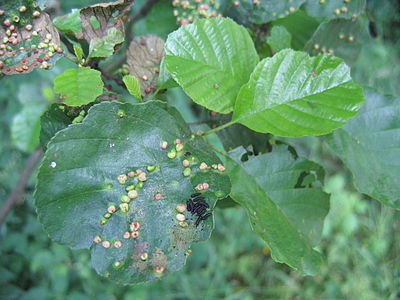 Olsza czarna (Alnus glutinosa): galasy kolbowca olchowego (Eriophyes laevis), larwy hurmaka olchowca (Agelastica alni), 2006-06-24