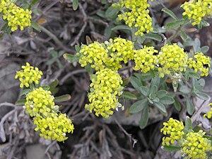 Alyssum tortuosum flowers.jpg