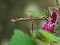 Thumbnail for Amblyptilia acanthadactyla