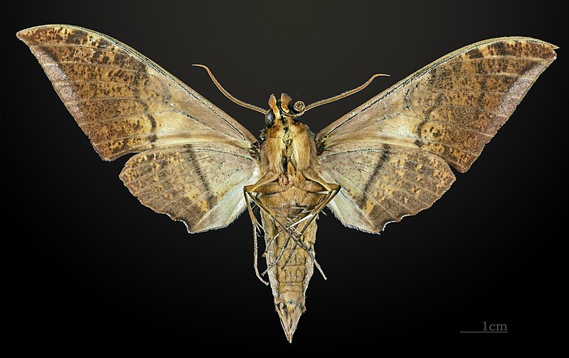 File:Ambulyx tenimberi MHNT CUT 2010 10 Sulawesi ventral.jpg