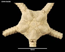 Amphiophiura gibbosa (USNM)