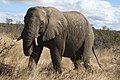 An elephant in Kruger National Park.jpg