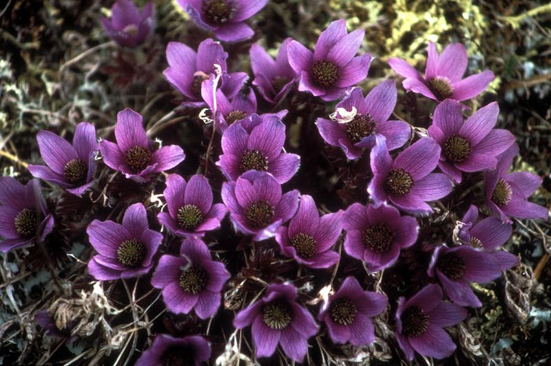 File:Anemone drummondii.jpg