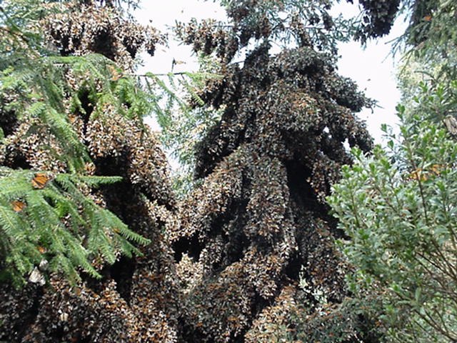 Overwintering monarch butterflies in diapause clustering on oyamel trees. One tree is completely covered in butterflies. These butterflies were locate