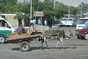 Animal-powered transport in Cairo.jpg
