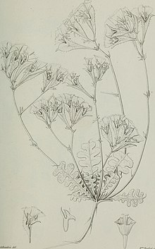 Annales des Sciences Naturelles Botaniques (1851) (18410194391).jpg