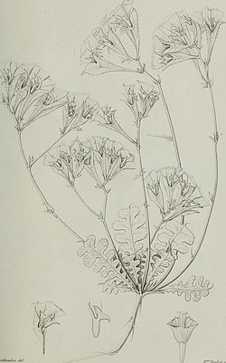 Annales des Sciences Naturelles Botaniques (1851) (18410194391).jpg