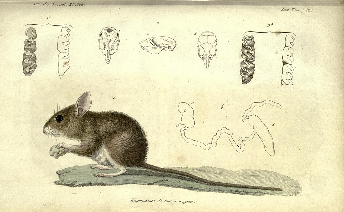 File:Annales des sciences naturelles BHL2255069.jpg